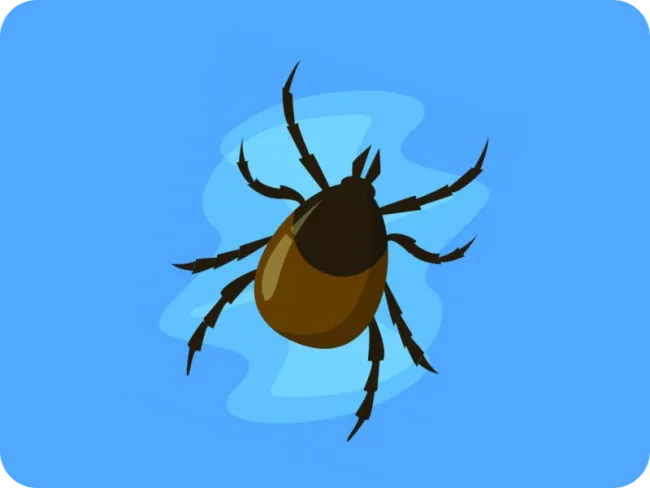 Boala Lyme: Ce trebuie să ştim despre muşcătura de căpuşă şi borelioză