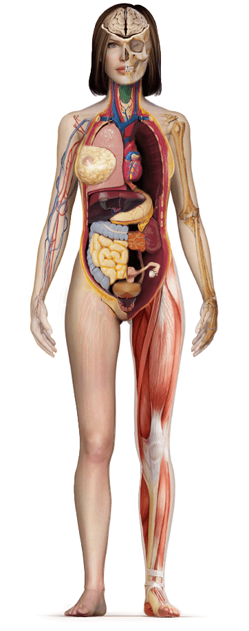 anatomia corpului uman)