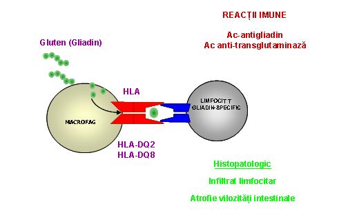 Predispozitie genetica boala celiaca (HLA-DQ2/DQ8) - Synevo