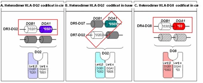 Predispozitie genetica boala celiaca (HLA-DQ2/DQ8) - Synevo