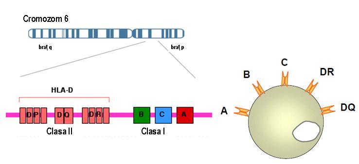 Tipaj HLA-C (PCR) - Synevo