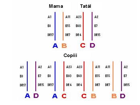 Tipaj HLA-C (PCR) - Synevo