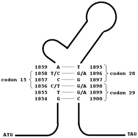 Virusul hepatitei B-genotipare - Synevo