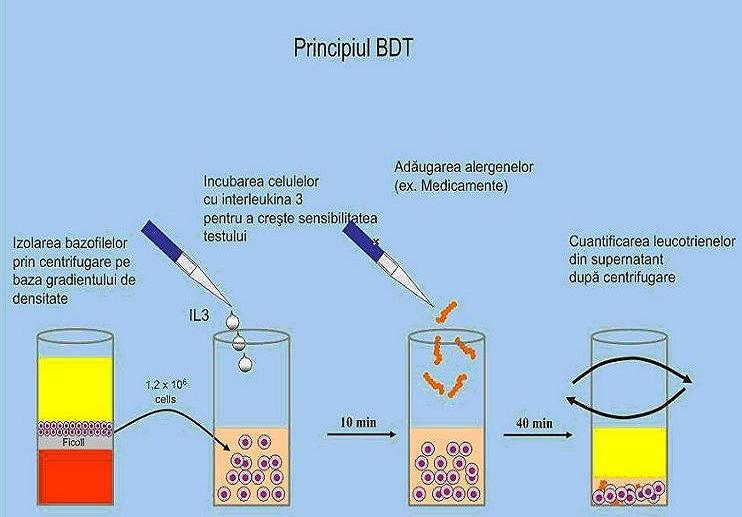 Test de degranulare a bazofilelor - 10 alergeni - Synevo