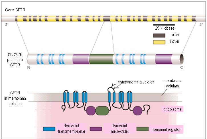 Fibroza chistică - 38 mutații CFTR - Synevo