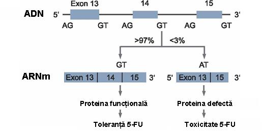 Deficienta DPD (DPYD IVS14+1 G>A)-toxicitate 5-FU - Synevo