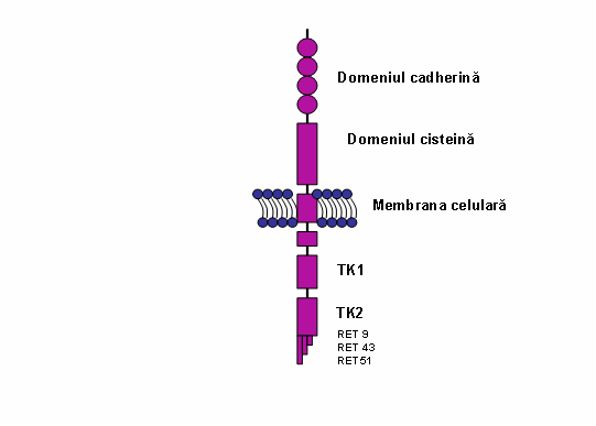 Neoplazie endocrina multipla tip 2-mutatii RET (exoni 10, 11, 13, 14, 15, 16) - Synevo