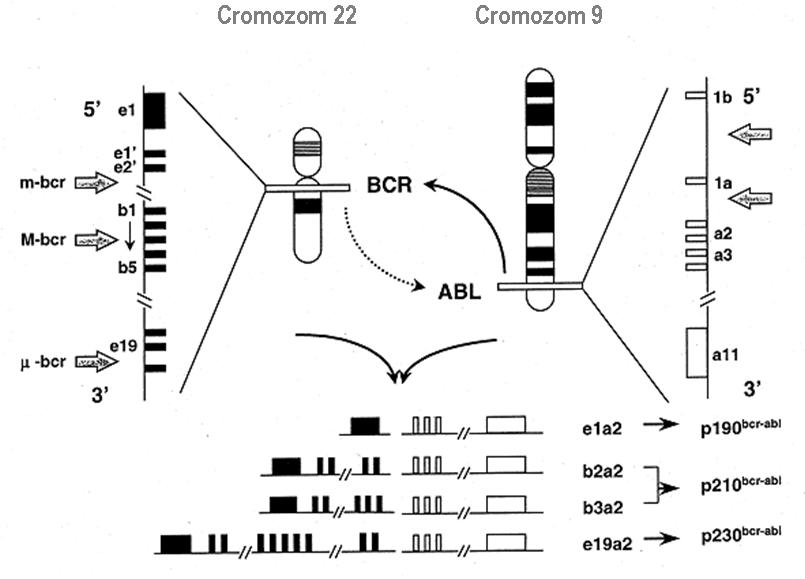 Gena de fuziune BCR-ABL1-detectie cantitativa - Synevo