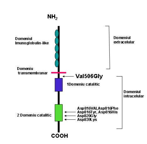 Mastocitoză sistemică - mutația c-kit D816V - Synevo