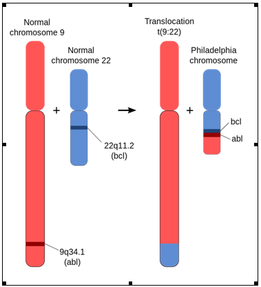 Analiză cromozomială neoplazii hematologice (măduvă osoasă) - Synevo