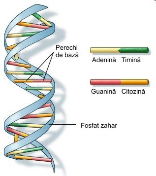 structura adn uman