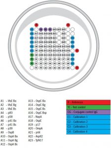 Borrelia-Anticorpi IgG, IgM (Blot) - Synevo