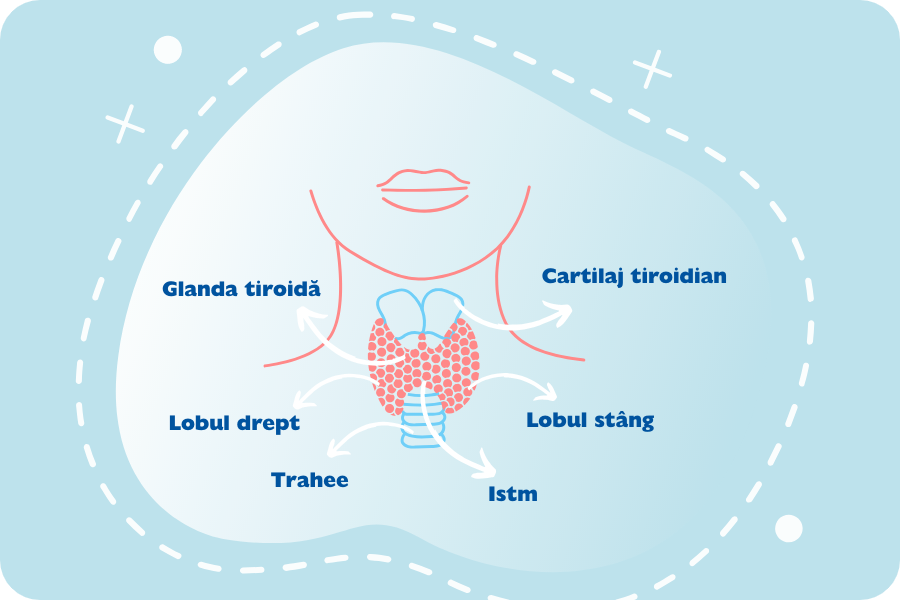 tiroida, glanda tiroida, hormoni tiroidieni
