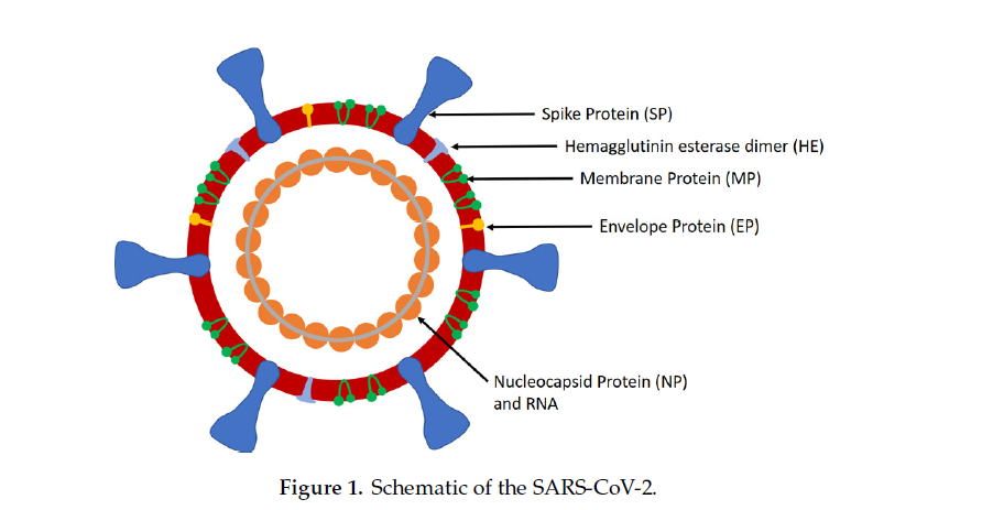 Imunitatea și SARS-Cov-2