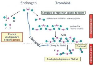 Testul monomerilor de fibrină - TMF - Synevo