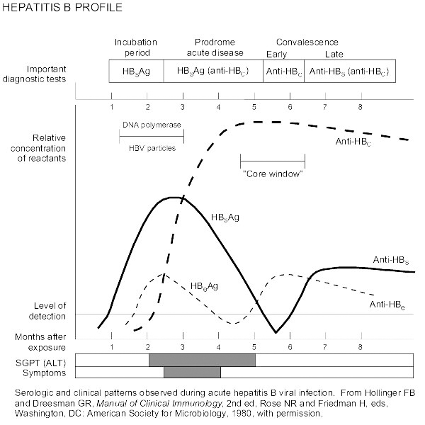 Profil hepatită virală B (monitorizare evoluţie şi/sau tratament) - Synevo