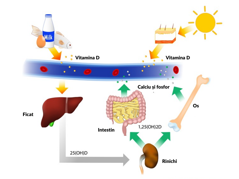 vitamina D, aport vitamina D, acumulare vitamina D in organism