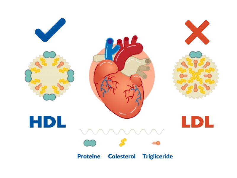 structura colesterol, colesterol HDL, colesterol LDL