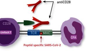 limfocitele T catre peptide