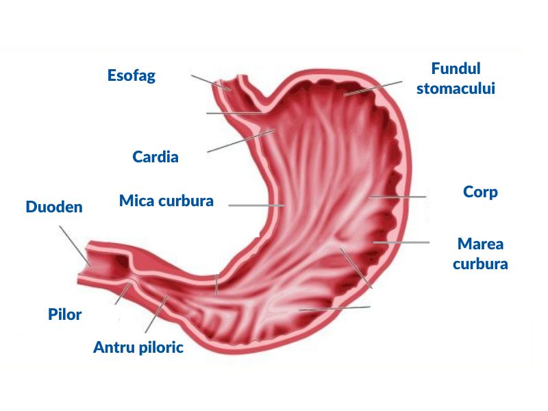 structura stomac, Helicobacter Pylori, gastrita, ulcer gastric, ulcer duodenal