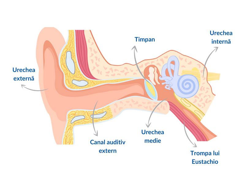 miringita flictenulara, miringita, miringita acuta, miringita buloasa, afectiune orl, afectiune ureche, structura urechii