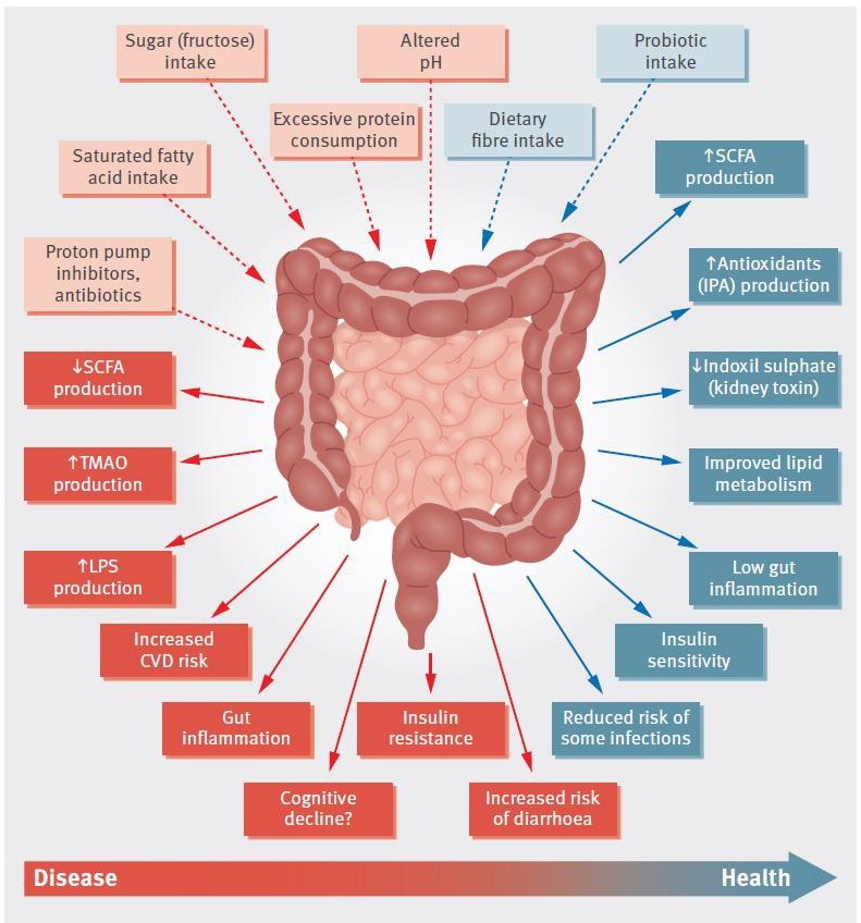 Evaluare functionala tract digestiv (GI Effects) - Synevo