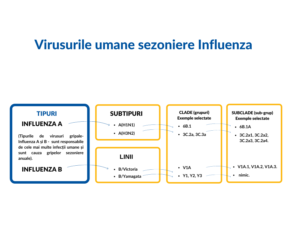 Gripa și testele de laborator care ajută la diagnosticarea acesteia - Synevo