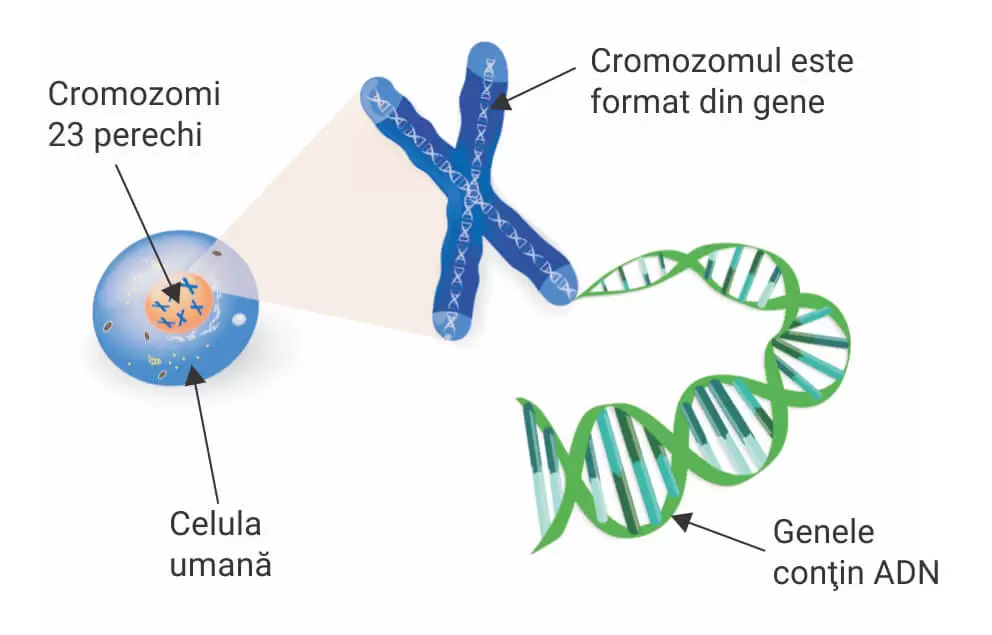 test genetic, consultatie genetica synevo